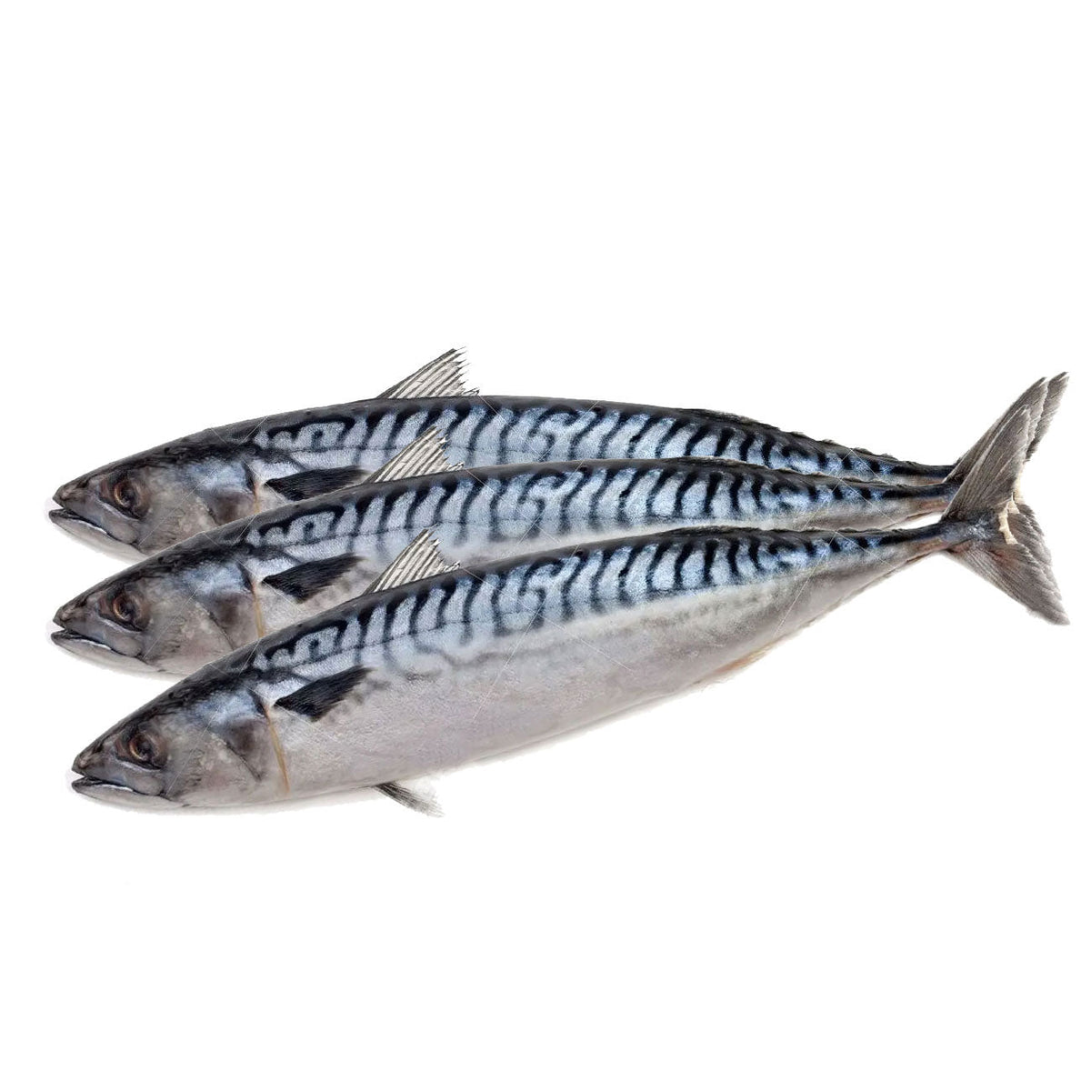 11783 노르웨이 고등어(400-600g) : 20kg : FZN NORWAY MACKEREL(WHOLE)
