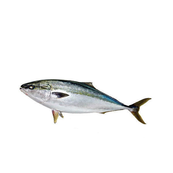 18628 : 냉동방어 : 20kg : FZN YELLOW TAIL FISH