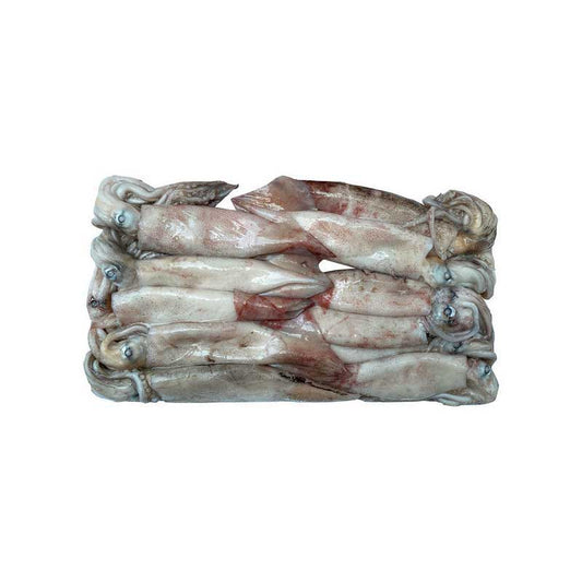 Fzn Illex Squid(Round) 10.8kg 냉동 오징어(아르헨티나)(L)