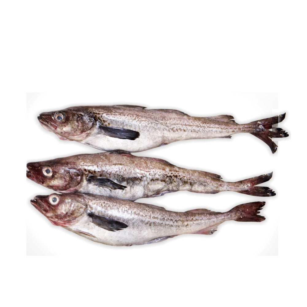 FP003 : 동태 : 50Lbs(500g) : FZN WILD POLLACK
