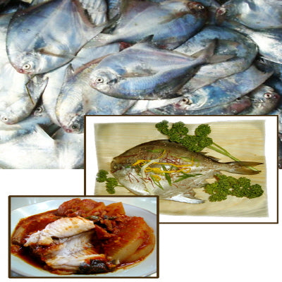 PAT025 : 병어 : 25Lbs: FZN POMPANO
