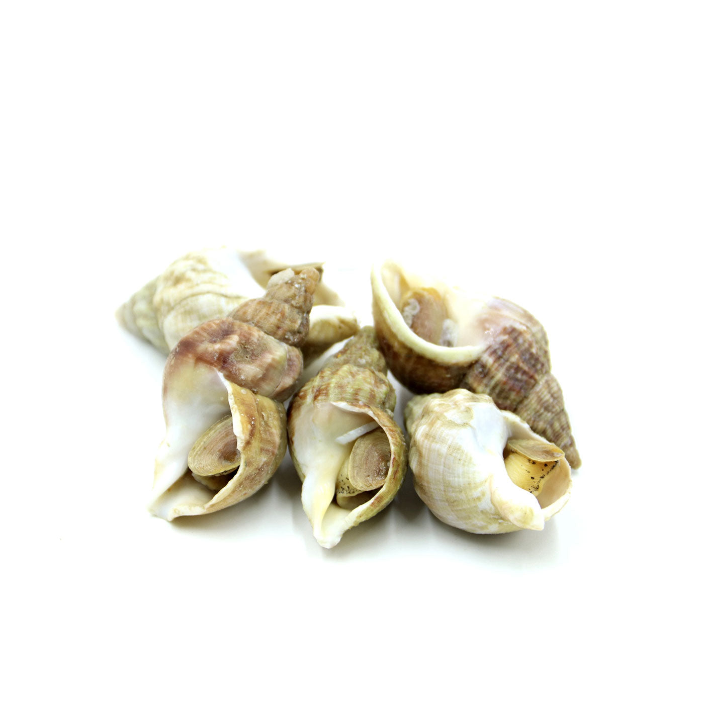 PAT050 : 껍질있는 골뱅이 : 15kg : FZN WHELK W/SHELL