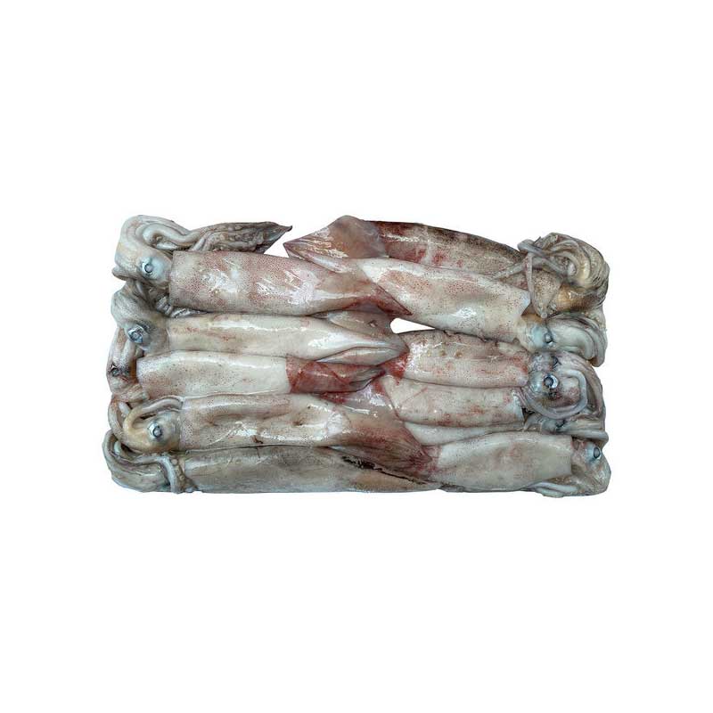 09990 : 냉동오징어 : 17.31kg(400-600g) : FZN ILLEX SQUID(ROUND)