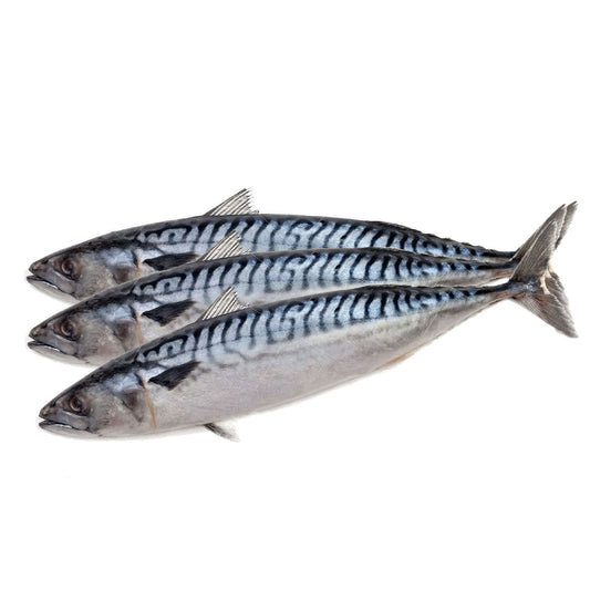 11783 노르웨이 고등어(400-600g) 20kg OLAV FZN NORWAY MACKEREL(WHOLE ROUND) 400-600