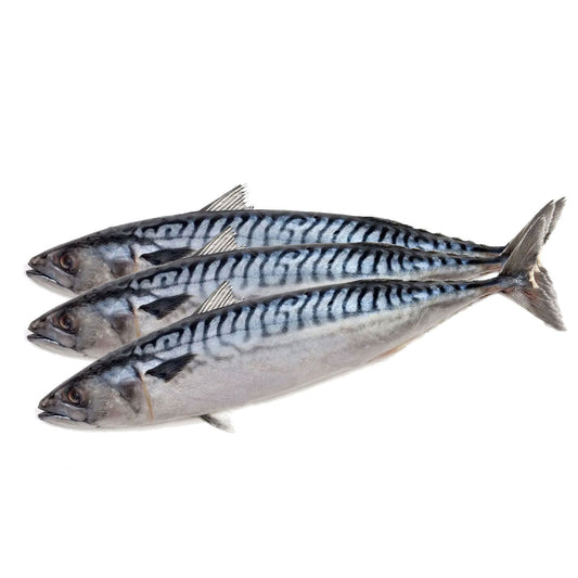 Fzn Mackerel 400-600g 2/8kg 고등어(600g Up)