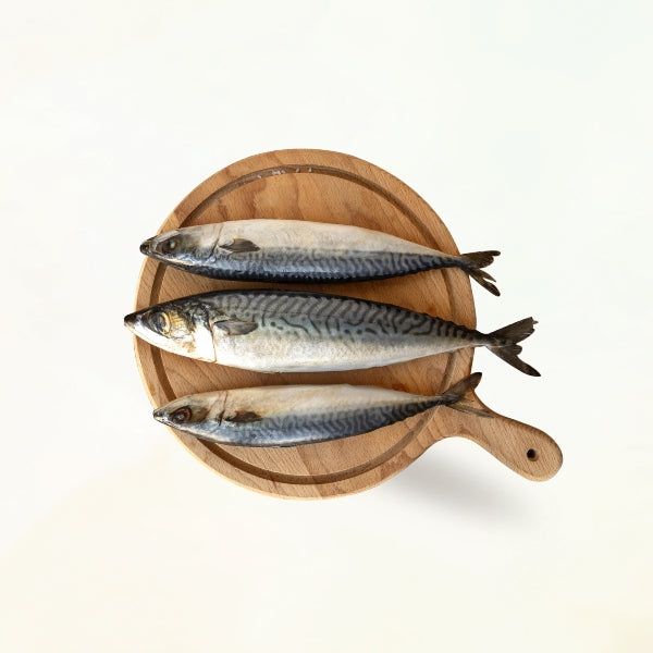 IC003 : 노르웨이 고등어(400-600) : 6/3kg : FZN NORWAY MACKEREL