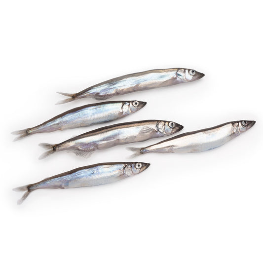 PAT-006 시사모 10kg FZN FEMALE CAPELIN 10KG