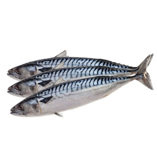 Fzn Mackerel(Canadian) 10kg 고등어(300g)