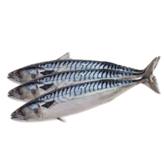 PAT014 고등어(300g+) CANADIAN 10kg 3T'S FZN MACKEREL 22LBS