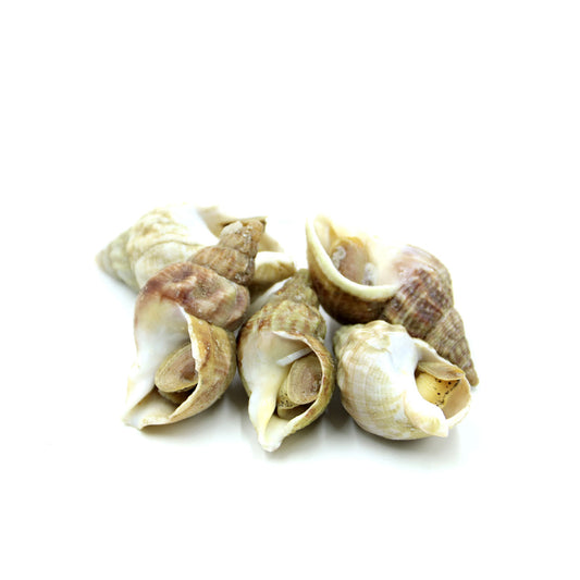 PAT050 : 껍질있는 골뱅이  : 15kg : FZN WHELK W/SHELL